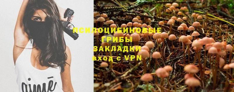 где продают   Ногинск  mega ссылки  Псилоцибиновые грибы Cubensis 